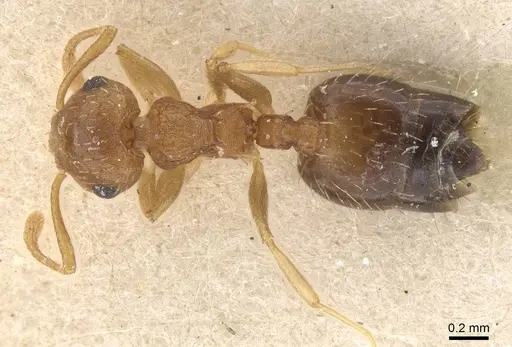 Crematogaster iheringi specimen CASENT0912770 image casent0912770_1