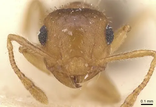 Crematogaster iheringi specimen CASENT0912770 image casent0912770_2