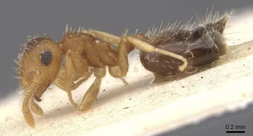Crematogaster iheringi specimen CASENT0912770 image casent0912770_3