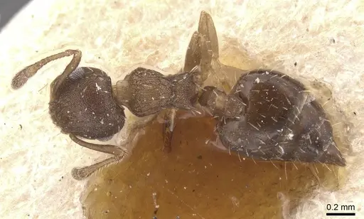 Crematogaster iheringi specimen CASENT0912771 image casent0912771_1