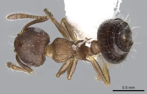 Crematogaster iheringi specimen CASENT0914569 image casent0914569_1