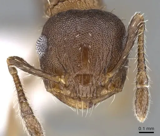 Crematogaster iheringi specimen CASENT0914569 image casent0914569_2
