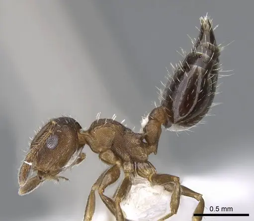 Crematogaster iheringi specimen CASENT0914569 image casent0914569_3