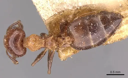 Crematogaster ilgii specimen CASENT0908497 image casent0908497_1
