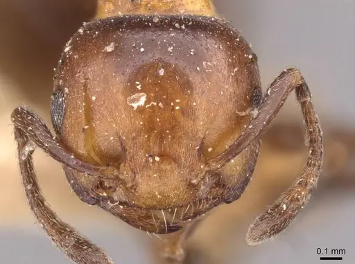 Crematogaster ilgii specimen CASENT0908497 image casent0908497_2