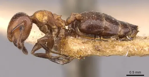 Crematogaster ilgii specimen CASENT0908497 image casent0908497_3