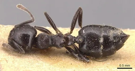Crematogaster impressa specimen CASENT0904517 image casent0904517_1
