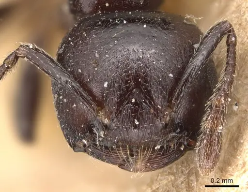 Crematogaster impressa specimen CASENT0904517 image casent0904517_2
