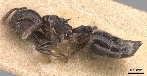 Crematogaster impressa specimen CASENT0904517 image casent0904517_3