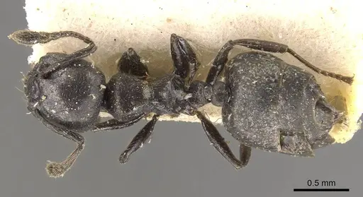 Crematogaster impressa specimen CASENT0908521 image casent0908521_1