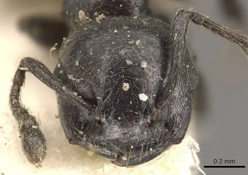 Crematogaster impressa specimen CASENT0908521 image casent0908521_2