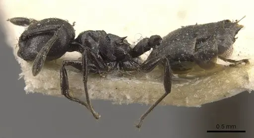Crematogaster impressa specimen CASENT0908521 image casent0908521_3