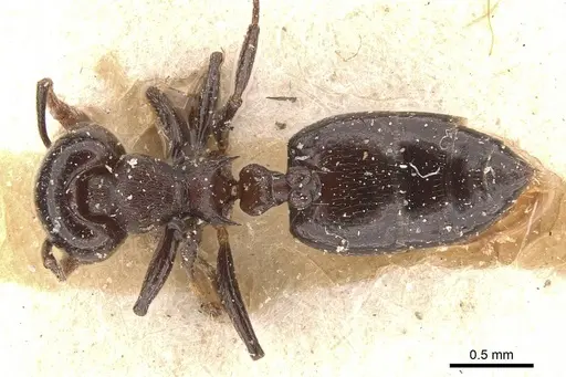 Crematogaster impressa specimen CASENT0908522 image casent0908522_1