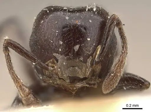 Crematogaster impressa specimen CASENT0908522 image casent0908522_2