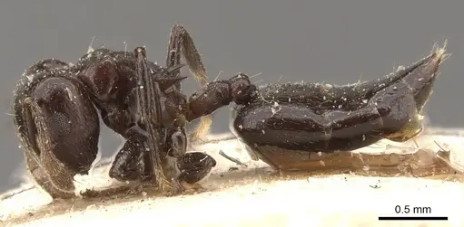 Crematogaster impressa specimen CASENT0908522 image casent0908522_3