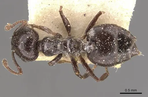 Crematogaster impressa specimen CASENT0908523 image casent0908523_1