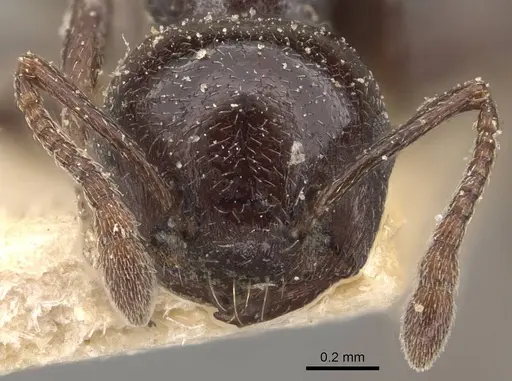Crematogaster impressa specimen CASENT0908523 image casent0908523_2