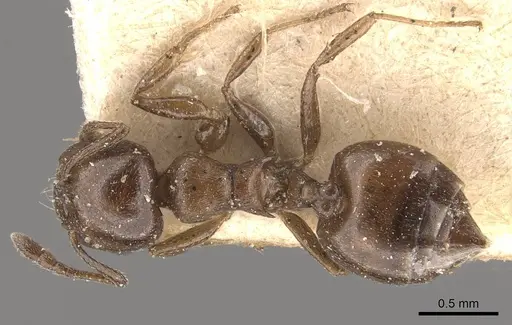 Crematogaster impressa specimen CASENT0908524 image casent0908524_1