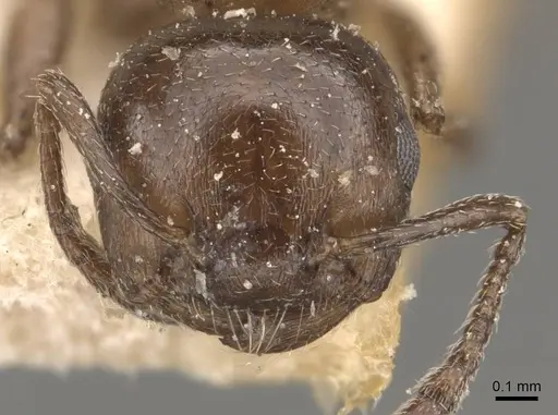Crematogaster impressa specimen CASENT0908524 image casent0908524_2