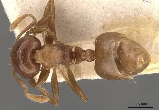 Crematogaster impressa specimen CASENT0908534 image casent0908534_1
