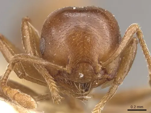 Crematogaster impressa specimen CASENT0908534 image casent0908534_2
