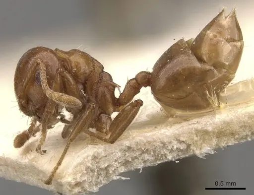 Crematogaster impressa specimen CASENT0908534 image casent0908534_3