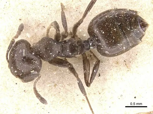 Crematogaster impressa specimen CASENT0912658 image casent0912658_1