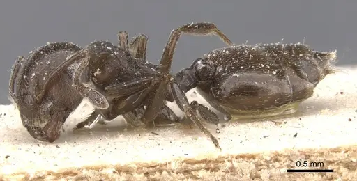 Crematogaster impressa specimen CASENT0912658 image casent0912658_3