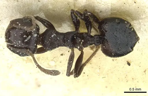 Crematogaster impressa specimen CASENT0912681 image casent0912681_1