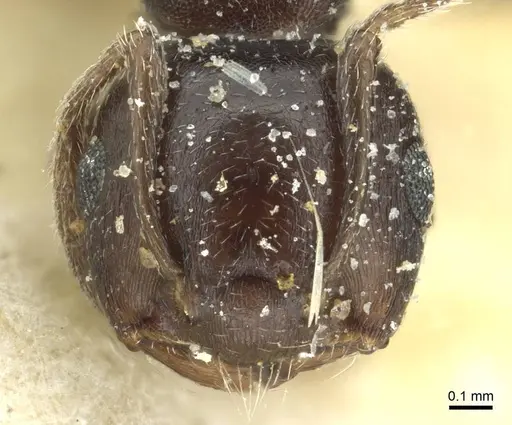 Crematogaster impressa specimen CASENT0912681 image casent0912681_2