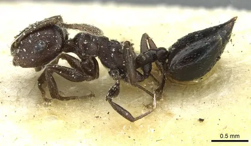 Crematogaster impressa specimen CASENT0912681 image casent0912681_3