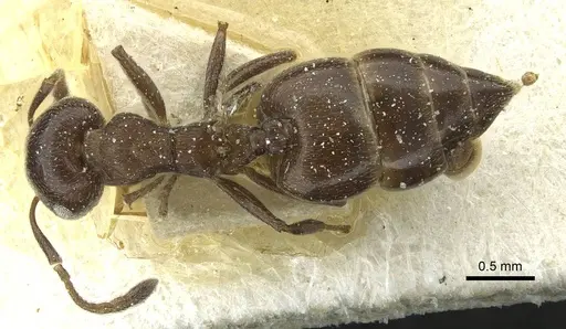 Crematogaster impressa specimen CASENT0912682 image casent0912682_1