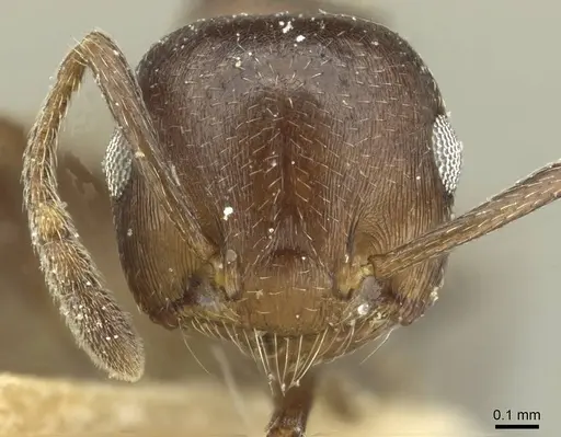 Crematogaster impressa specimen CASENT0912682 image casent0912682_2