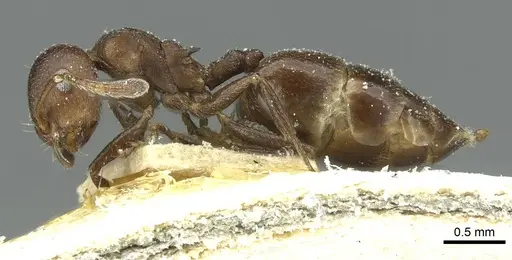 Crematogaster impressa specimen CASENT0912682 image casent0912682_3