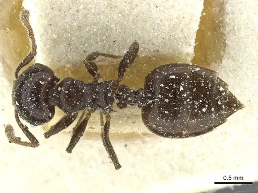 Crematogaster impressa specimen CASENT0912683 image casent0912683_1
