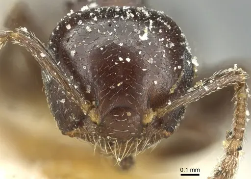 Crematogaster impressa specimen CASENT0912683 image casent0912683_2