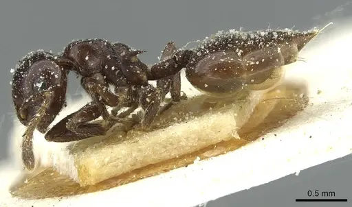Crematogaster impressa specimen CASENT0912683 image casent0912683_3