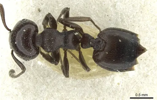 Crematogaster impressa specimen CASENT0912684 image casent0912684_1