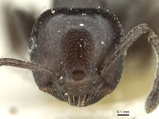 Crematogaster impressa specimen CASENT0912684 image casent0912684_2
