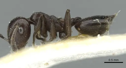 Crematogaster impressa specimen CASENT0912684 image casent0912684_3