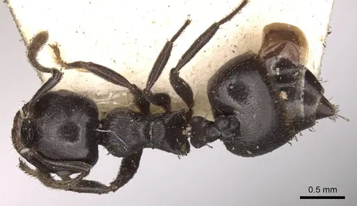 Crematogaster impressa specimen CASENT0914290 image casent0914290_1