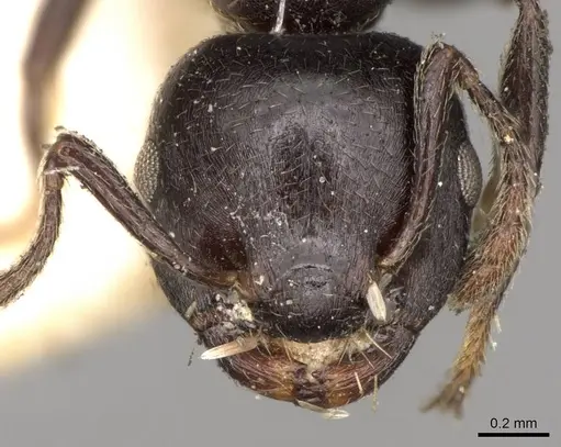 Crematogaster impressa specimen CASENT0914290 image casent0914290_2
