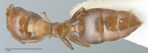 Crematogaster impressa specimen FOCOL1485 image focol1485_1