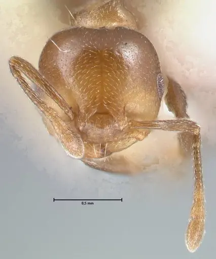 Crematogaster impressa specimen FOCOL1485 image focol1485_2