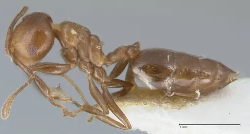 Crematogaster impressa specimen FOCOL1485 image focol1485_3