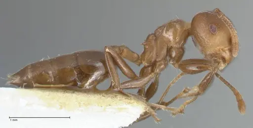 Crematogaster impressa specimen FOCOL1485 image focol1485_4