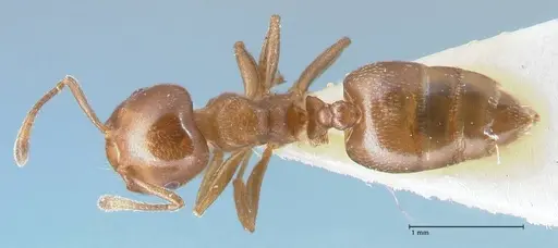 Crematogaster impressa specimen FOCOL1486 image focol1486_1