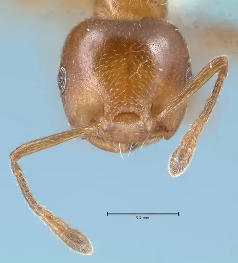 Crematogaster impressa specimen FOCOL1486 image focol1486_2