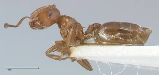Crematogaster impressa specimen FOCOL1486 image focol1486_3
