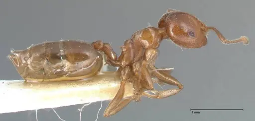 Crematogaster impressa specimen FOCOL1486 image focol1486_4